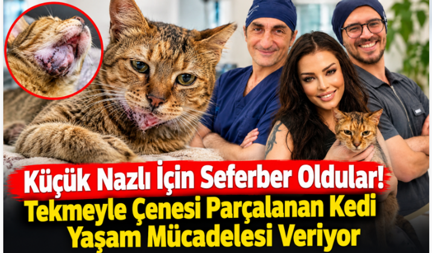Küçük Nazlı İçin Seferber Oldular! Tekmeyle Çenesi Parçalanan Kedi Yaşam Mücadelesi Veriyor